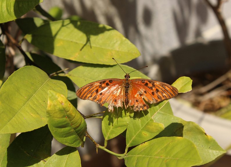 biology meets ufo phenomena
